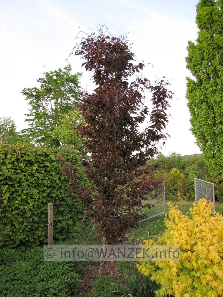 Fagus sylvatica Rohanii Sol 2011.JPG